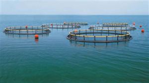 海水養殖行業調查報告 中國海水養殖行業市場前景怎么樣