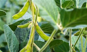 中國大豆種植行業(yè)市場需求 中國大豆種植行業(yè)市場競爭形勢分析