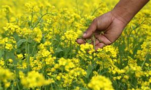 中國油菜行業市場發展現狀及2022油菜市場價格分析