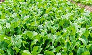 2022綠色蔬菜行業分析 中國綠色蔬菜行業發展趨勢  ?