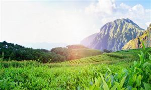 冬種茶葉正當時 中國茶葉行業市場分析?