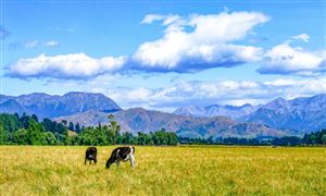 每日行業(yè)聚焦 中國(guó)奶牛養(yǎng)殖行業(yè)市場(chǎng)現(xiàn)狀分析2022