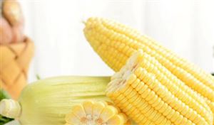 鮮食玉米高端化發(fā)展?jié)摿ν癸@ 2022年中國鮮食玉米行業(yè)市場分析