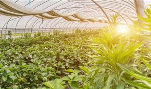 蔬菜基地市場(chǎng)調(diào)研 2022年中國(guó)蔬菜基地行業(yè)市場(chǎng)分析