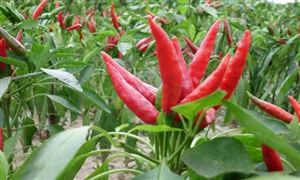 中國辣椒種植行業(yè)市場(chǎng)現(xiàn)狀及行業(yè)發(fā)展前景