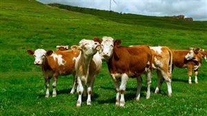 肉用牛羊市場向好，我國畜牧業未來的方向是？