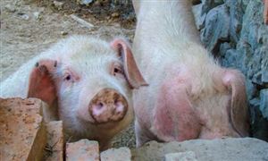 畜禽養(yǎng)殖行業(yè)市場(chǎng)調(diào)研2022 畜禽養(yǎng)殖行業(yè)發(fā)展規(guī)劃分析