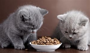 行業(yè)調(diào)研分析 2023貓飼糧行業(yè)市場發(fā)展現(xiàn)狀分析