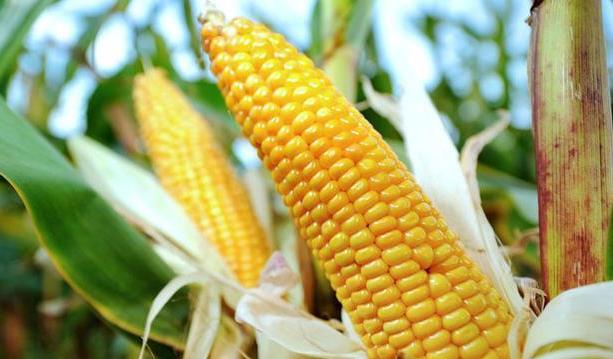 轉基因玉米種子即將過審 2023轉基因種子商業化市場空間