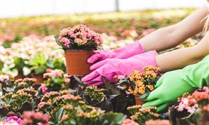 花卉行業(yè)市場調研2023