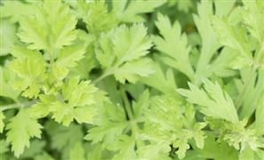 2023艾草產(chǎn)業(yè)深度調(diào)研及未來發(fā)展現(xiàn)狀趨勢預(yù)測