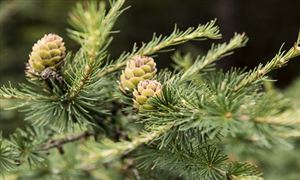 松節油行業市場運行態勢 松節油行業未來形勢發展