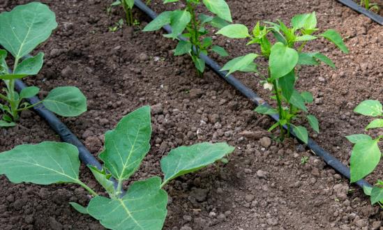 中國滴灌帶行業投資潛力 2023滴灌帶行業發展前景分析