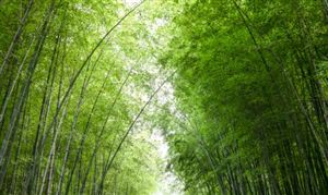 2023中國竹木制漿市場需求分析及未來發(fā)展方向