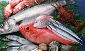 一大批肥美的海虹來了 還沒到岸就被預訂 海鮮行業市場深度分析及發展策略研究報告