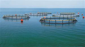 海洋牧場建設(shè) “藍(lán)色糧倉”在望 海洋漁業(yè)的新空間在離岸深遠(yuǎn)海