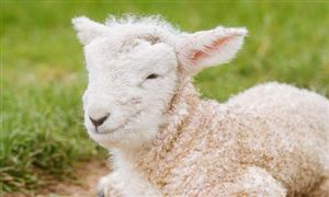 2023年羊絨市場投資前景分析 行業秩序有待進一步發展