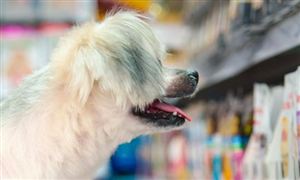 中國寵物殯葬服務行業市場需求 寵物殯葬服務行業發展空間分析