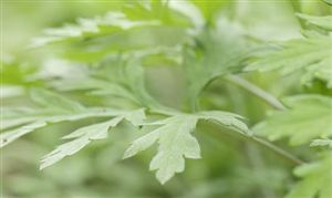 艾草經濟效益如何？艾草產業發展現狀及投資分析