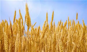 2023小麥行業發展趨勢及市場現狀分析