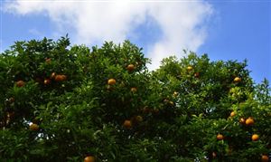柑橘行業(yè)市場深度分析與前景預(yù)測2023