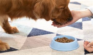 2025年我國(guó)寵物市場(chǎng)規(guī)模將達(dá)八千億元 寵物飼料行業(yè)市場(chǎng)前瞻