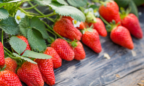 行業洞察 草莓栽培行業深度分析2023