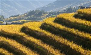 行業(yè)分析 種植業(yè)現(xiàn)狀趨勢(shì)及未來(lái)發(fā)展戰(zhàn)略