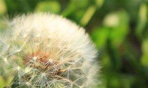 中國蒲公英行業發展前景 中國蒲公英行業供需分析