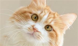 寵物醫療是一個剛需市場 2023寵物醫療市場現狀及前景分析