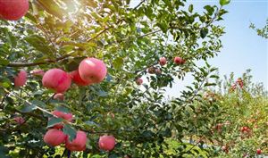 2023年共享農(nóng)場(chǎng)行業(yè)市場(chǎng)發(fā)展前景預(yù)測(cè)