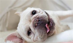 中國寵物寄存處行業發展空間 中國寵物寄存處行業市場規模分析