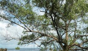 2023年中國聚甲醛(POM)行業(yè)發(fā)展現(xiàn)狀分析