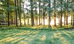 數(shù)字化轉(zhuǎn)型下綠化苗木發(fā)展現(xiàn)狀 綠化苗木行業(yè)市場分析