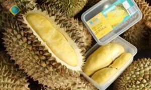 一整個大期待 國產榴蓮將大規模上市 榴蓮行業市場深度分析及發展策略研究報告