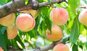 桃子行業發展現狀分析 預計水蜜桃產值有望超過5億元