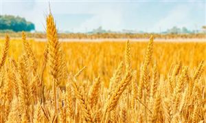 中國糧食行業市場需求 中國糧食行業進出口現狀分析