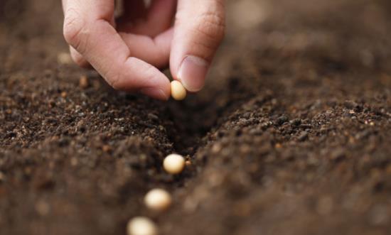 玉米種子行業市場現狀 種子行業發展前景投資分析2023