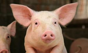 生豬養殖有望在二季度末實現扭虧為盈 生豬養殖行業市場深度分析2023