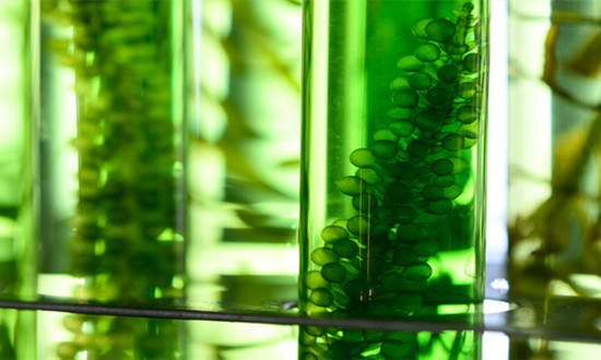 微藻生物燃料行業現狀分析及戰略前景