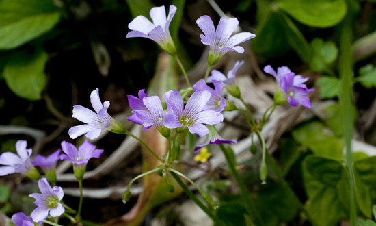 草酸行業全景分析及投資價值評估現狀