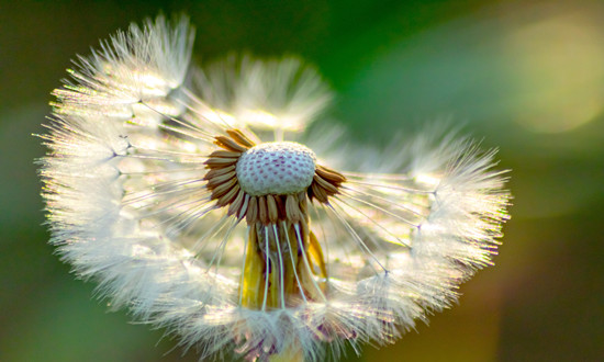花卉種子行業現狀如何 花卉種子行業戰略規劃