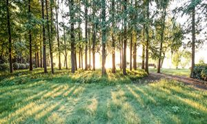 綠化苗木行業(yè)市場多大?　2023綠化苗木行業(yè)競爭格局及發(fā)展現(xiàn)狀趨勢分析