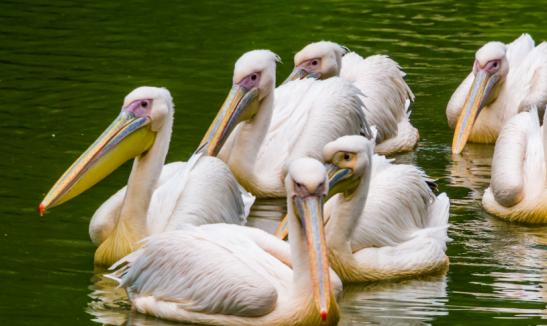 2023年中國動物園行業(yè)發(fā)展現(xiàn)狀分析