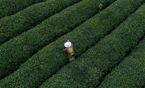 高原特色農業行業發展分析2023