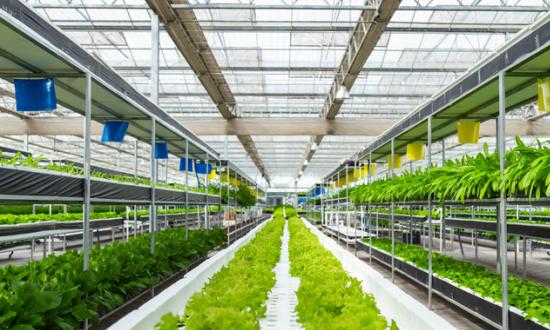 2023草酸行業發展前景和趨向分析