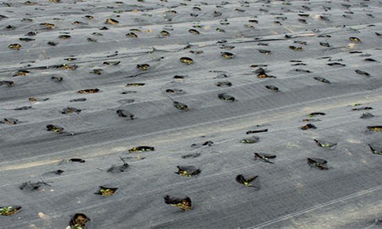 可降解膜行業(yè)發(fā)展分析 可降解膜行業(yè)市場潛力如何