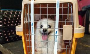 2023寵物托運服務行業發展現狀及前景分析