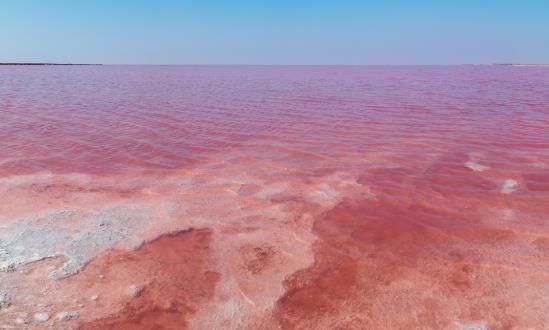 國內微藻生物燃料行業發展趨勢 國內微藻生物燃料行業發展策略研究
