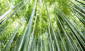 竹子行業(yè)發(fā)展趨勢及市場現(xiàn)狀分析